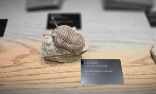 Trilobite