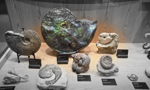 Ammonite